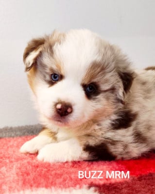 Les chiots de Berger Américain Miniature 