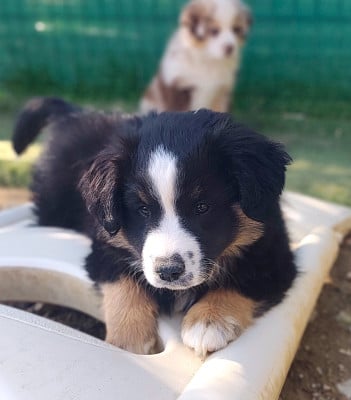 Les chiots de Berger Américain Miniature 
