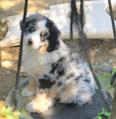 Les chiots de Berger Américain Miniature 