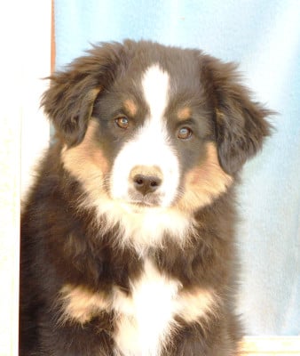 Les chiots de Berger Américain Miniature 