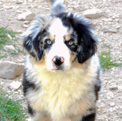 Les chiots de Berger Américain Miniature 