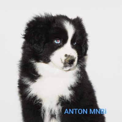 Les chiots de Berger Américain Miniature