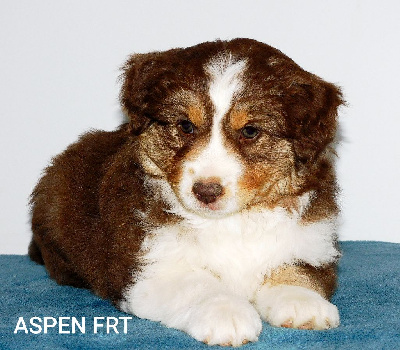 Les chiots de Berger Américain Miniature