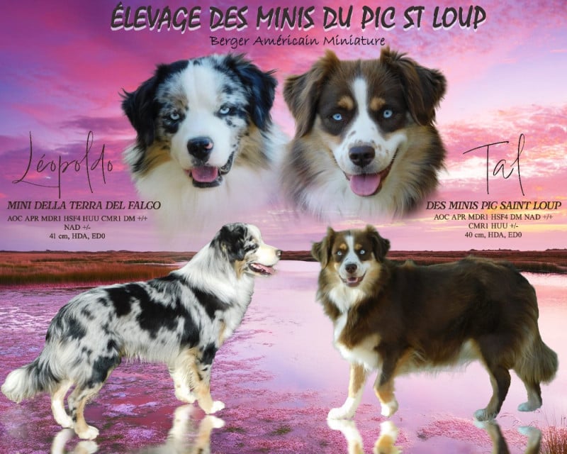 Berger Américain Miniature  - Des Minis Du Pic Saint Loup