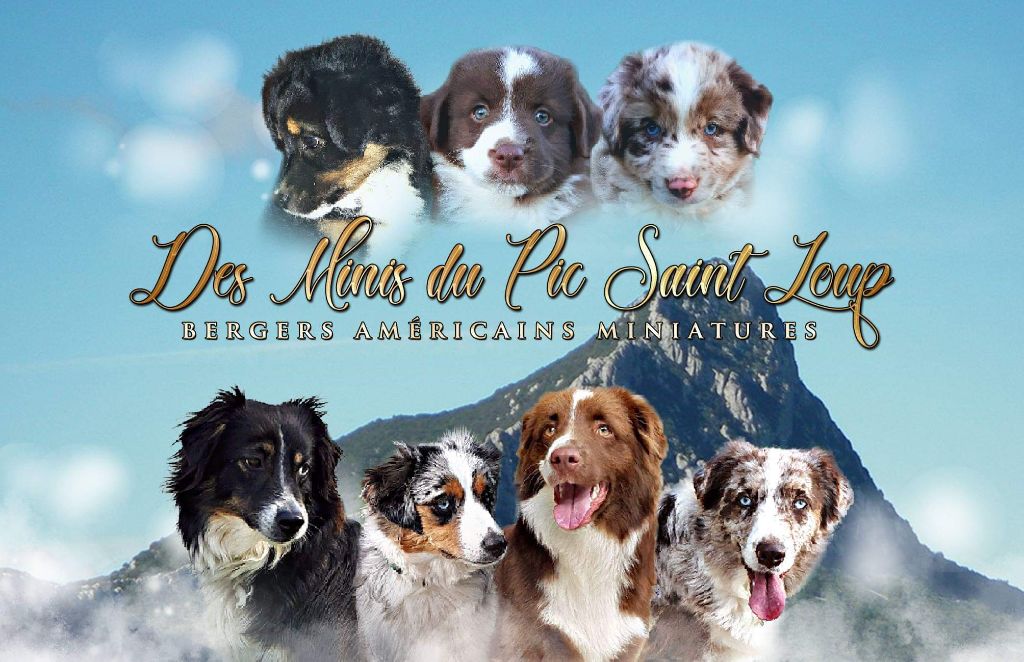 Accueil Elevage Des Minis Du Pic Saint Loup Eleveur De