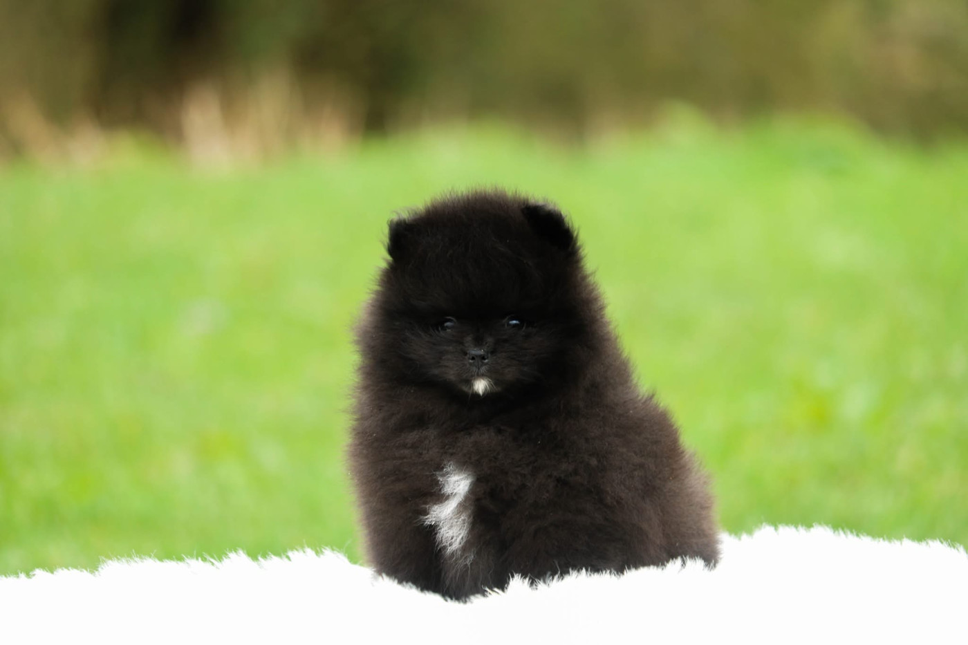 BLACKY - Spitz allemand