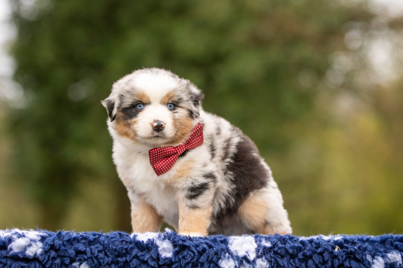 Chiot N°1 - Berger Américain Miniature 