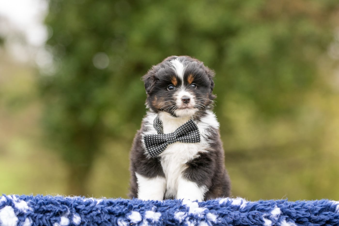 Chiot N°2 - Berger Américain Miniature 