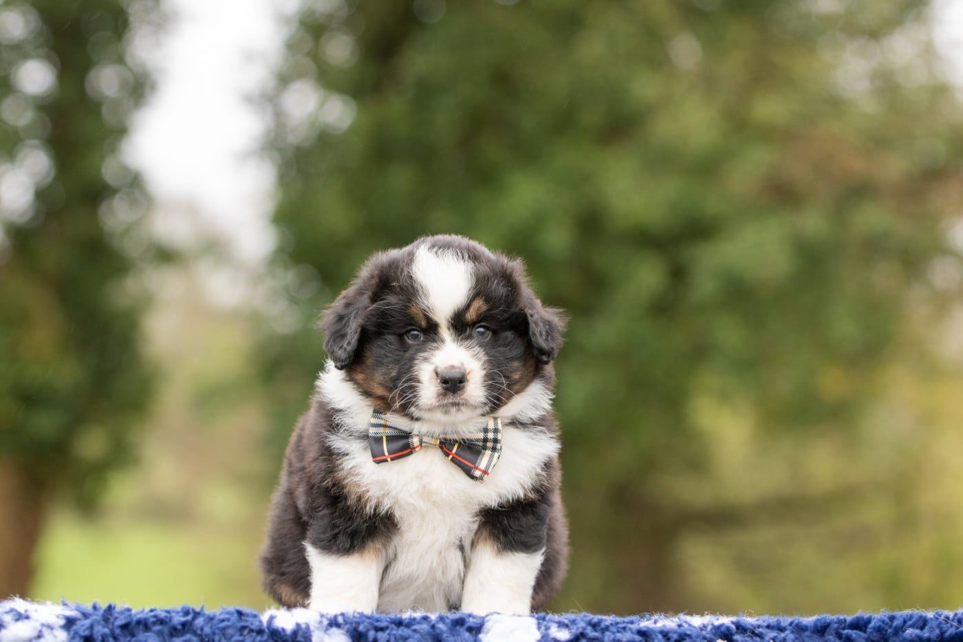 Chiot N°5 - Berger Américain Miniature 