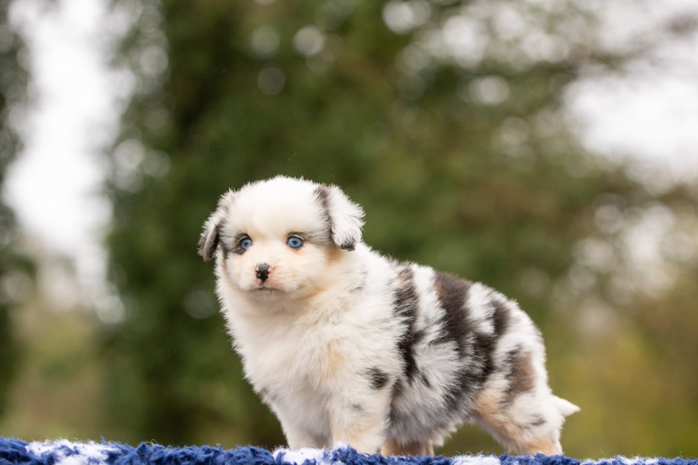 Chiot N°6 - Berger Américain Miniature 