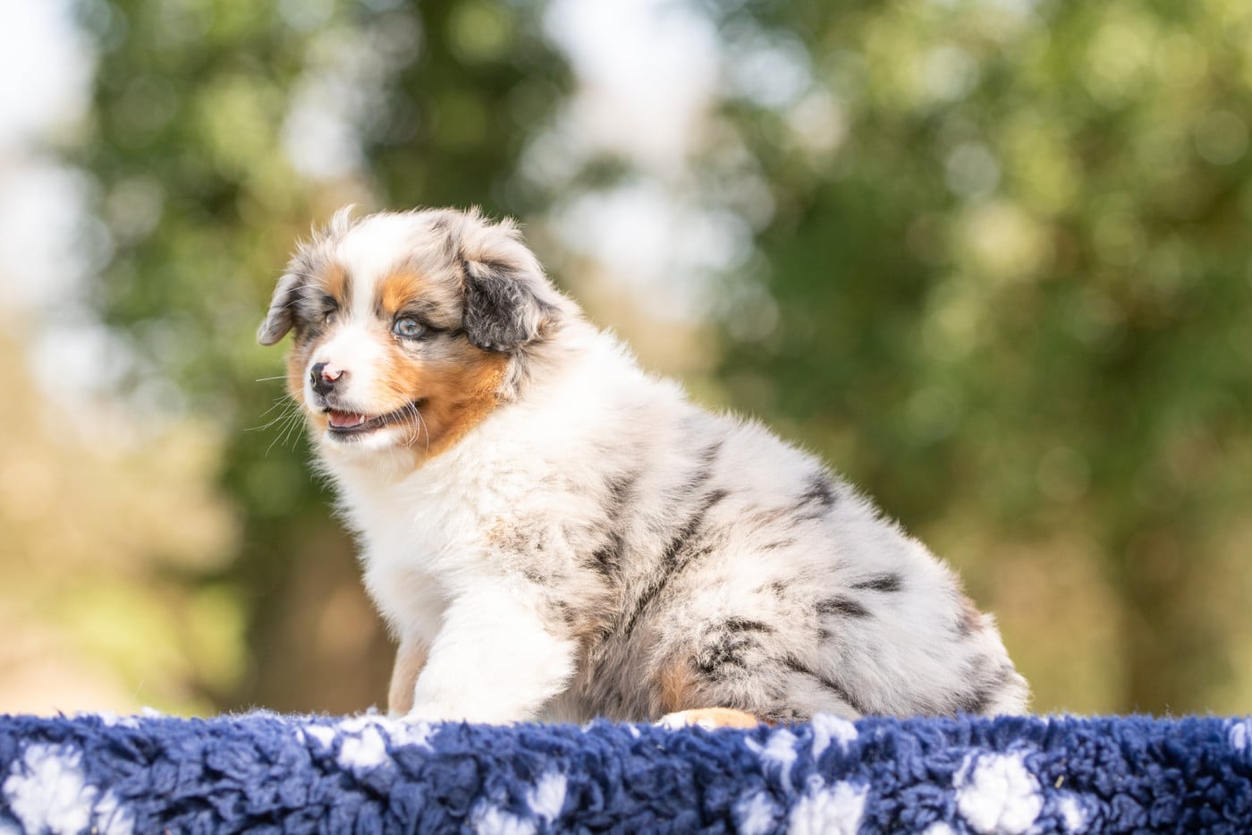 BLUEBERRY - Berger Américain Miniature 