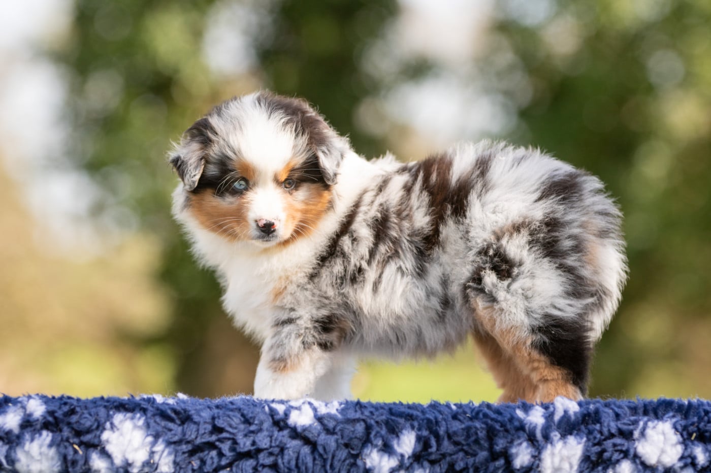 BULLE - Berger Américain Miniature 