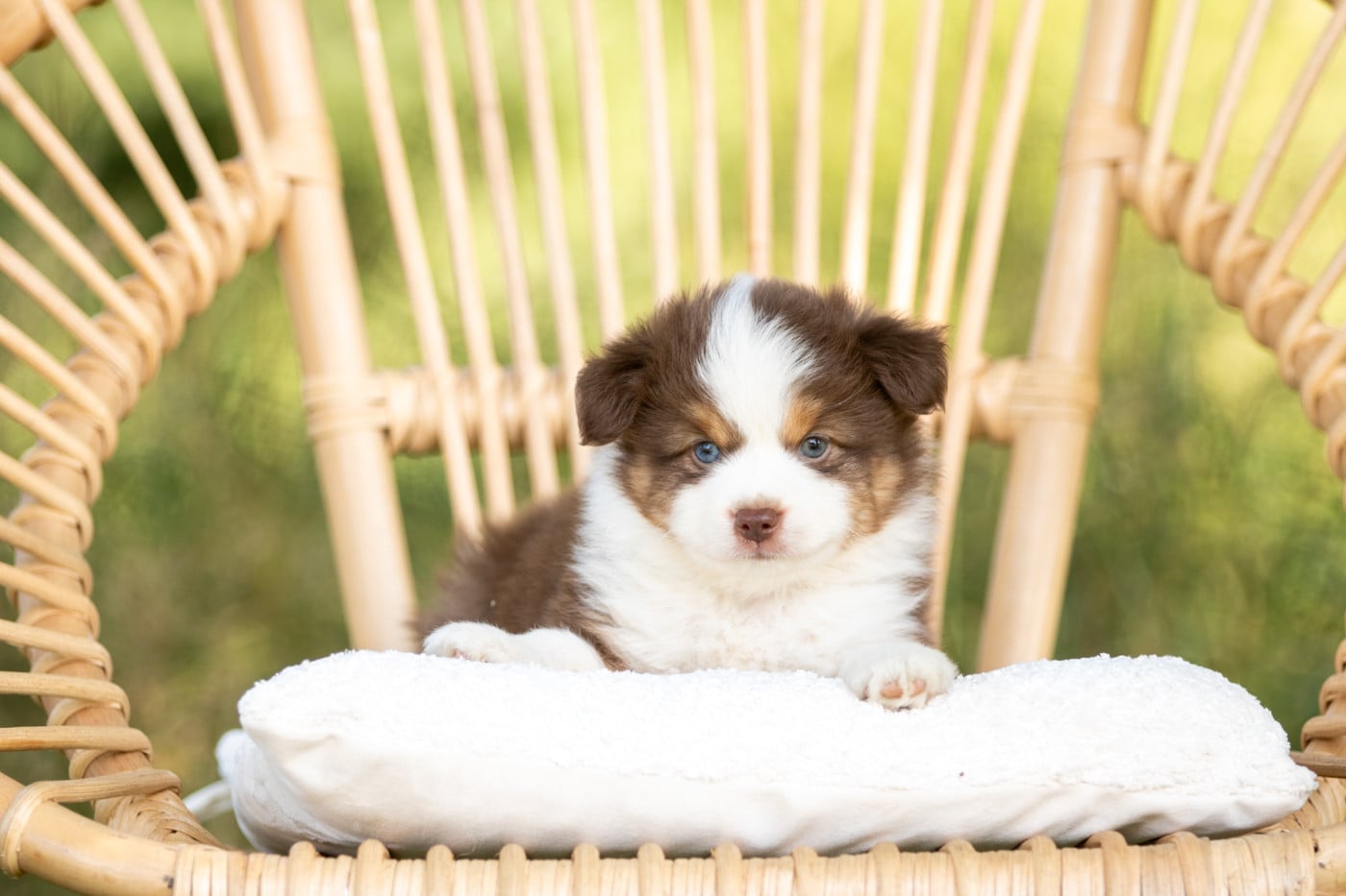 Chiot N°1 - Berger Américain Miniature