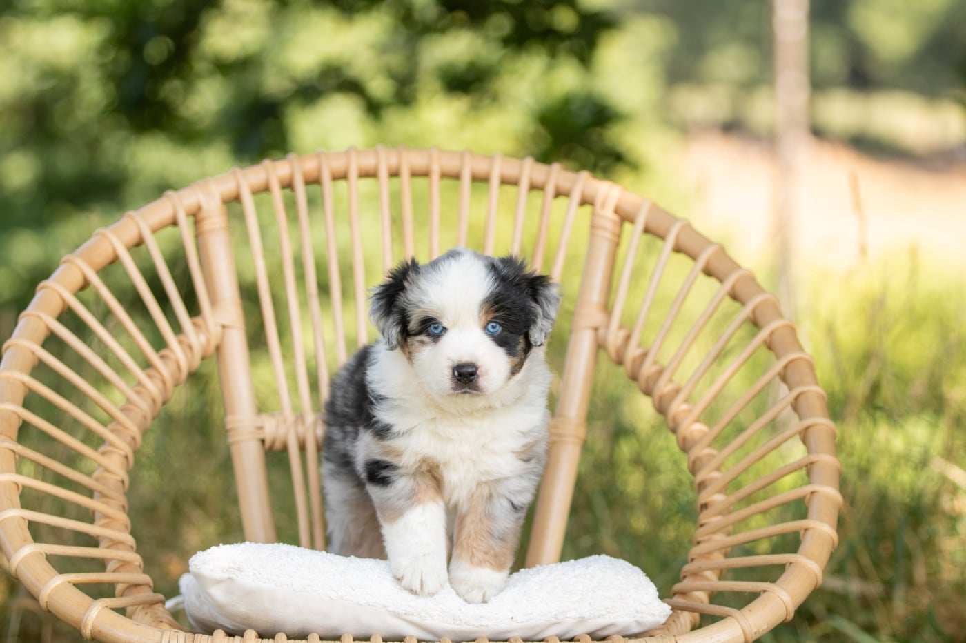 Chiot N°5 - Berger Américain Miniature