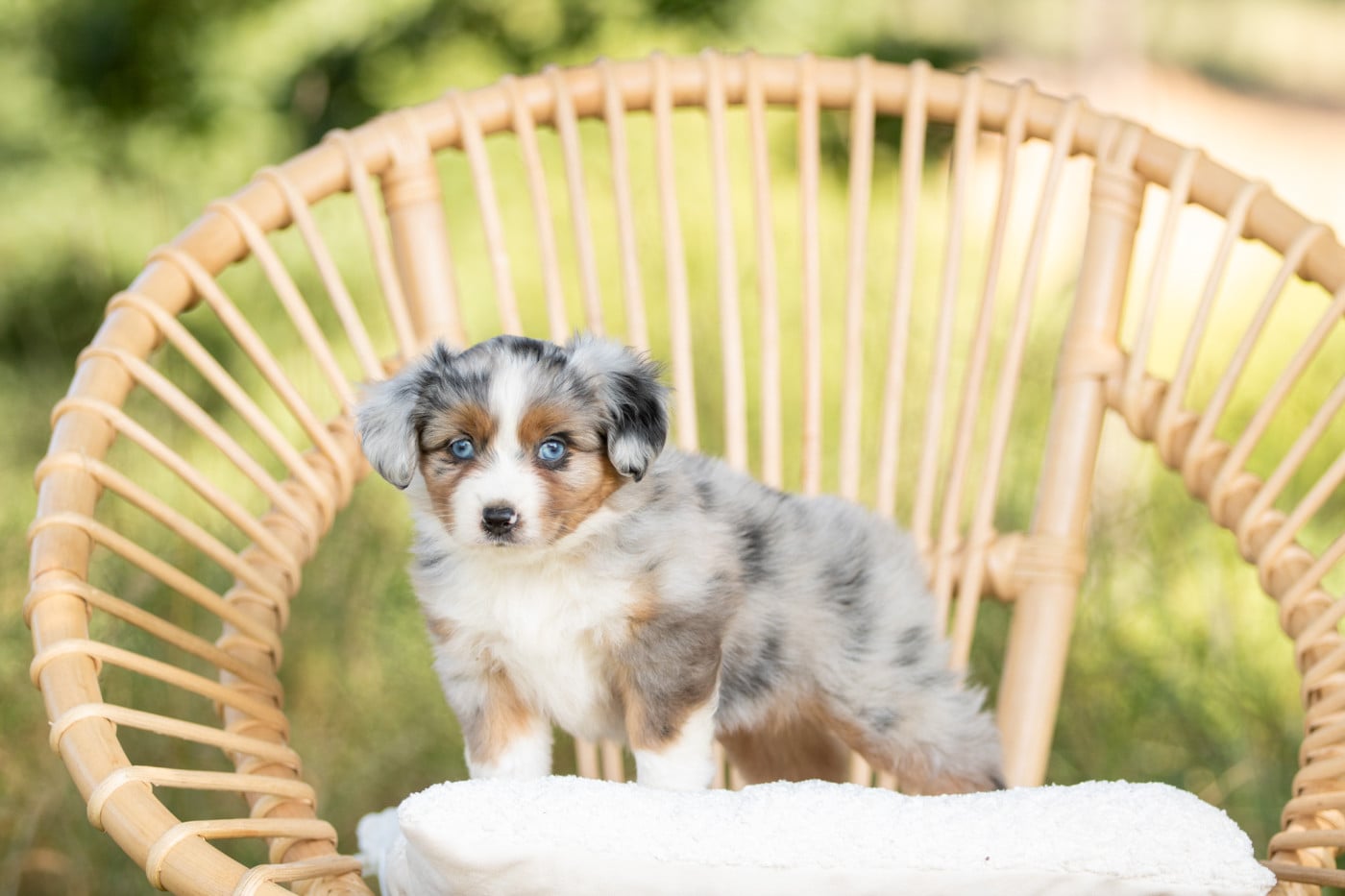 Chiot N°7 - Berger Américain Miniature