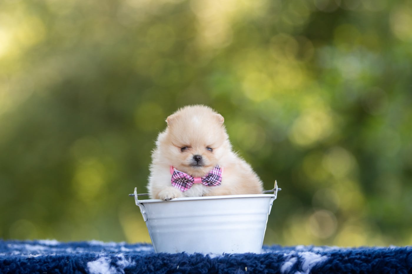 Chiot N°2 - Spitz allemand