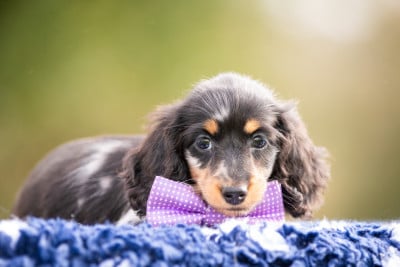 Les chiots de Teckel poil long