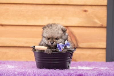 Les chiots de Spitz allemand