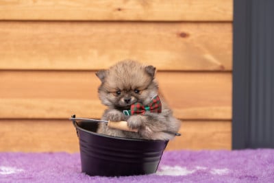 Les chiots de Spitz allemand