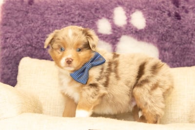 Les chiots de Berger Américain Miniature 