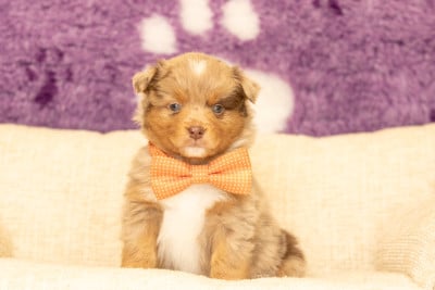 Les chiots de Berger Américain Miniature 