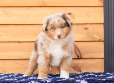 Les chiots de Berger Américain Miniature 