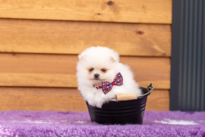 Les chiots de Spitz allemand