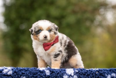 Les chiots de Berger Américain Miniature 