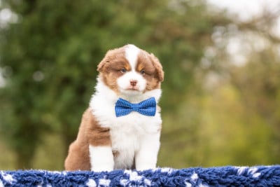 Les chiots de Berger Américain Miniature 