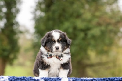 Les chiots de Berger Américain Miniature 