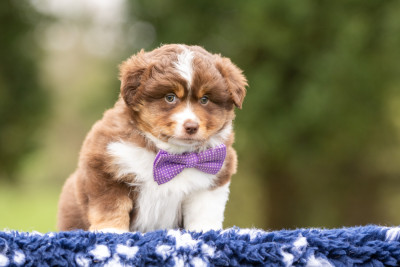 Les chiots de Berger Américain Miniature 