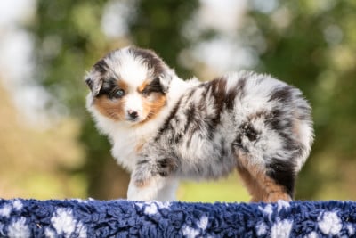 BULLE - Berger Américain Miniature 