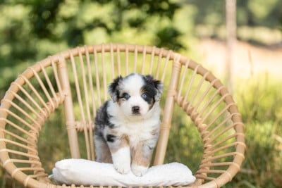 Les chiots de Berger Américain Miniature