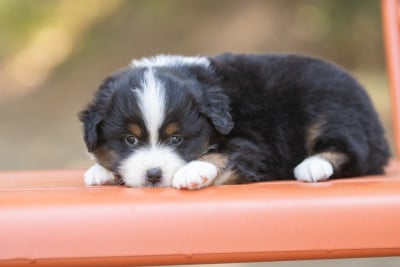 Chiot N°3 - Berger Américain Miniature 