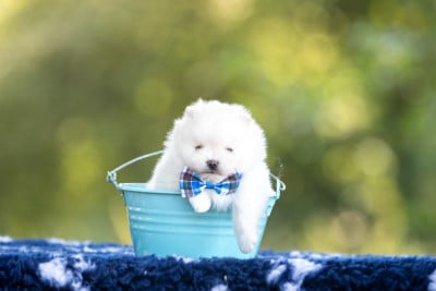Les chiots de Spitz allemand