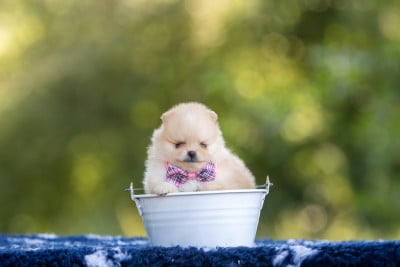 Les chiots de Spitz allemand