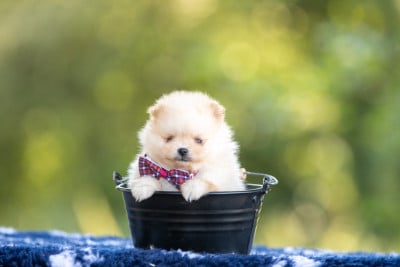 Les chiots de Spitz allemand