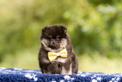 Spitz allemand