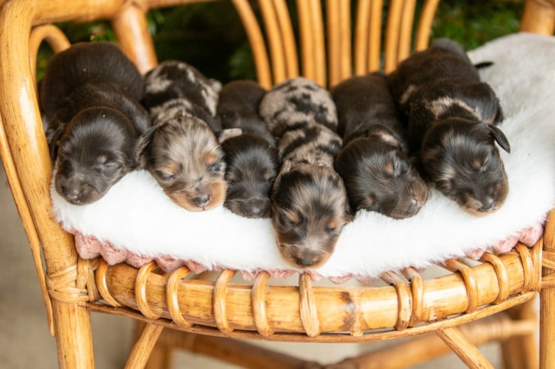 Teckel poil long - Bel'houria