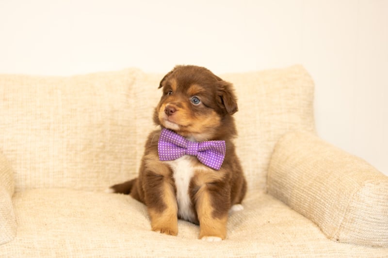 Berger Américain Miniature  - Bel'houria