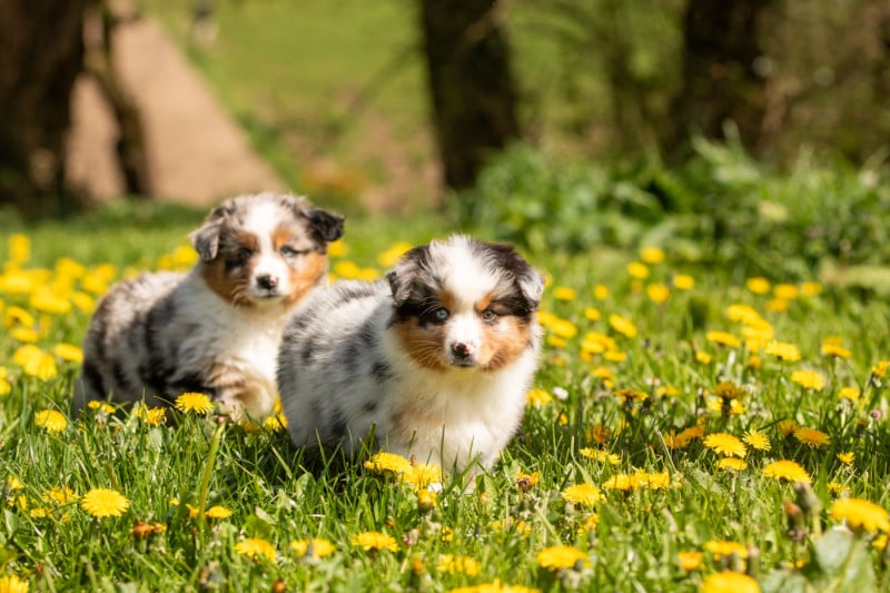 Berger Américain Miniature  - Bel'houria