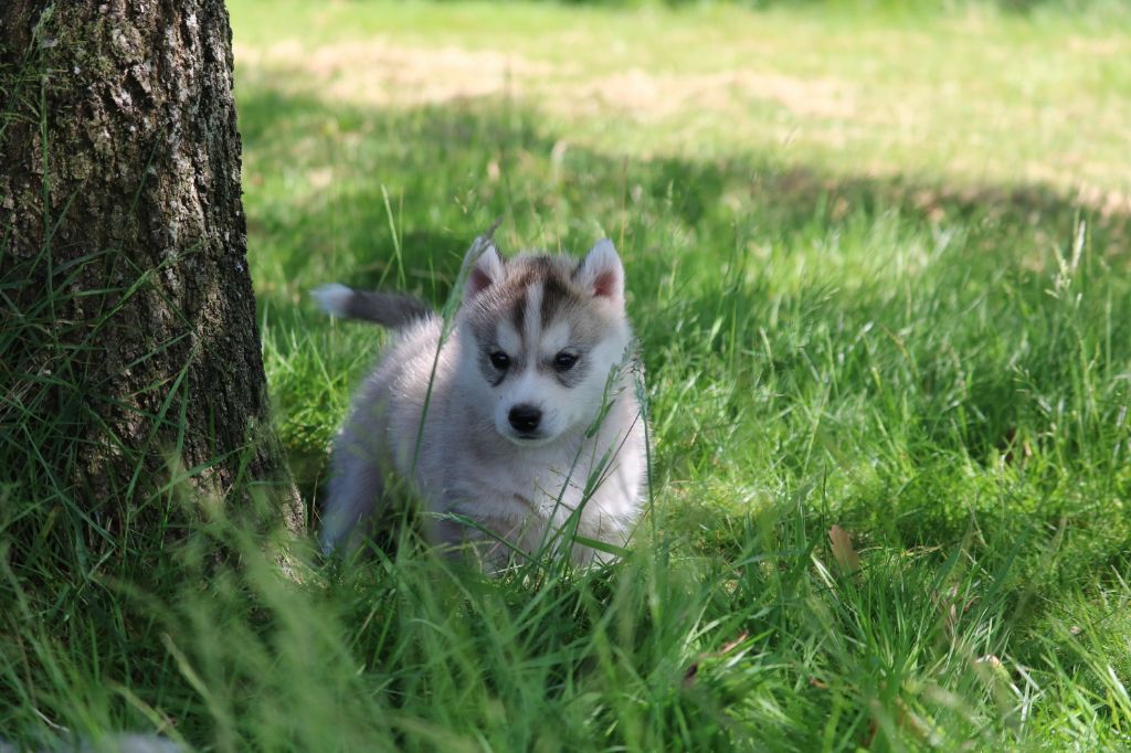 Projet X Bel'Houria - Siberian Husky