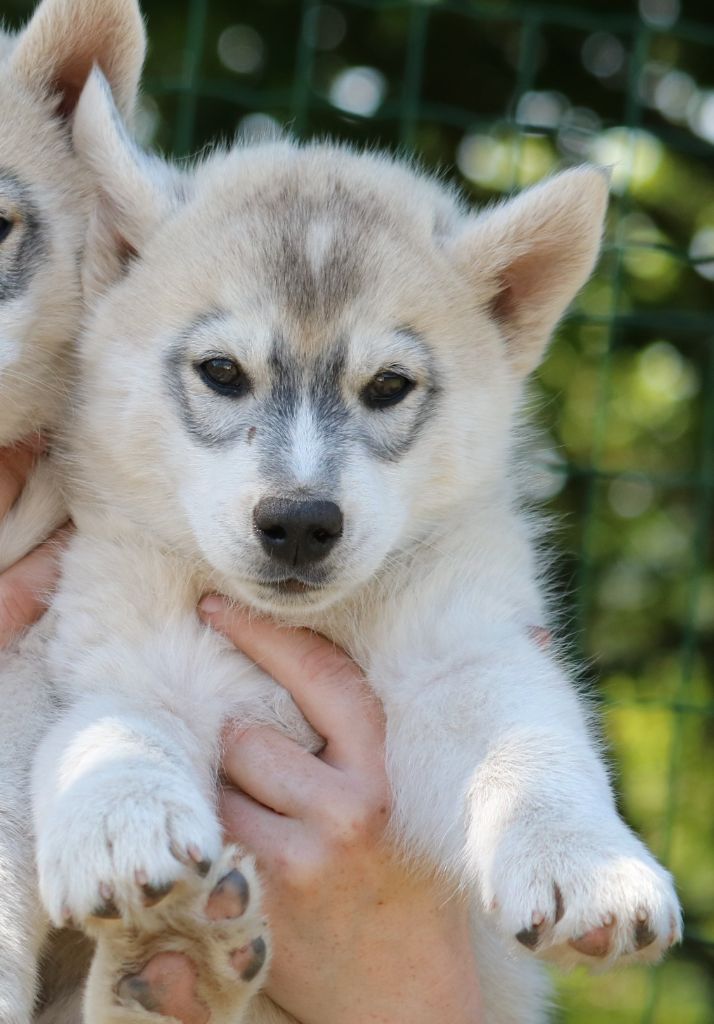 Pop Pop Kuduro Bel'Houria - Siberian Husky