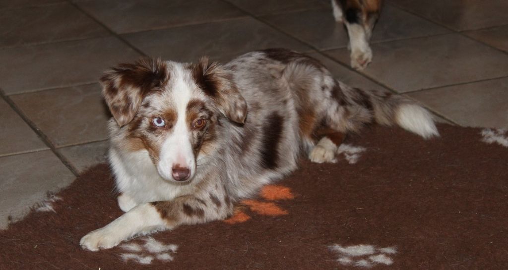 Publication : Lanka Fire