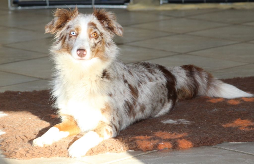 Publication : Lanka Fire