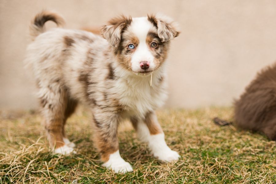 Publication : Lanka Fire