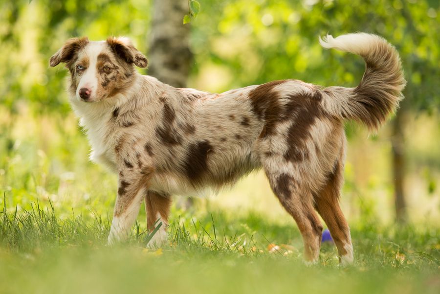 Publication : Lanka Fire