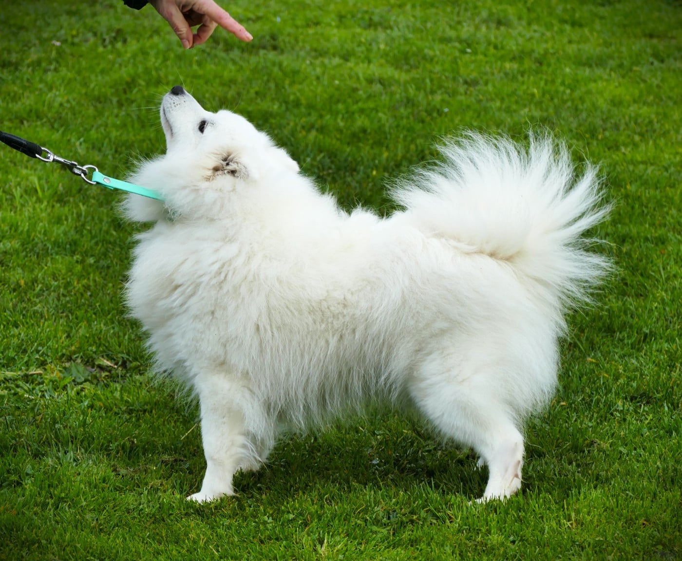 Publication : de la Pommeraie des Loups