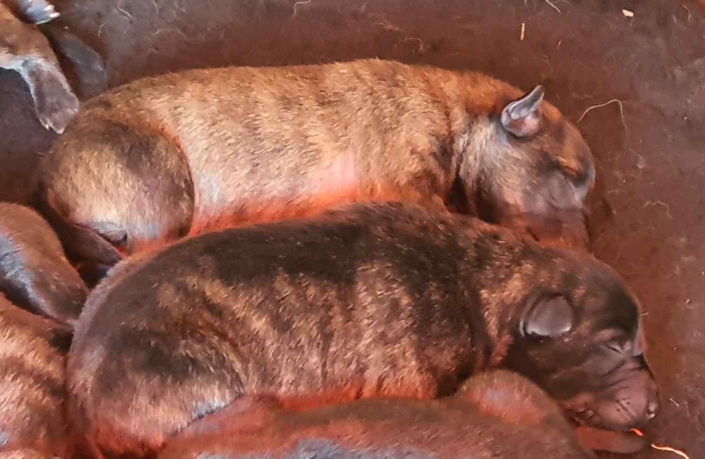 Berger hollandais - de la Pommeraie des Loups