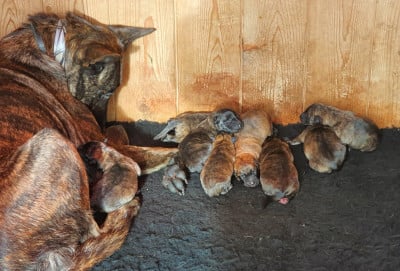 Les chiots de Berger hollandais